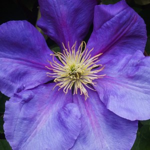Clematis