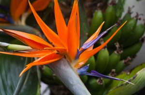 Orange Tropical Flower